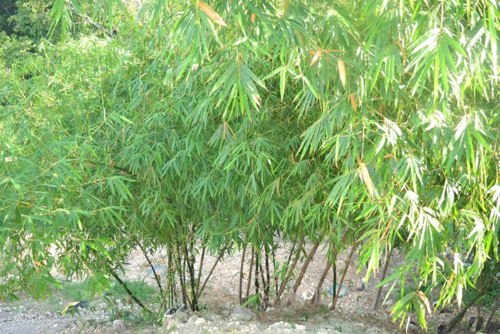 Les Villas Du Bambou - Villa Bambou Jusqu'A 6 Pers 哥西尔 外观 照片